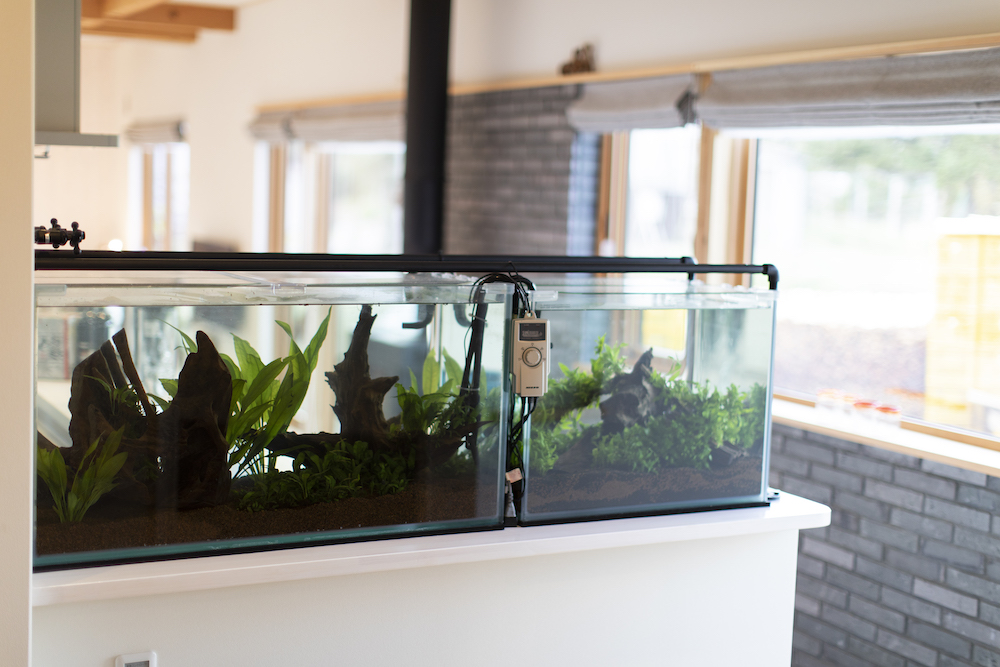 202002_tsuchiya_kucchan_8